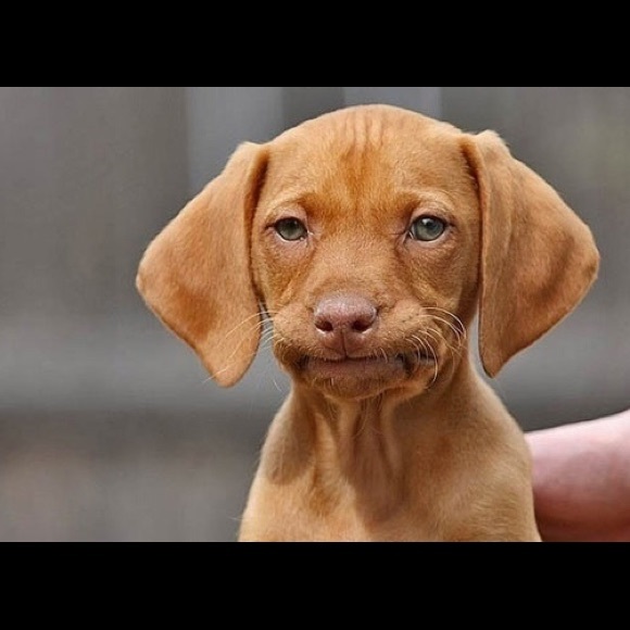 Meet your Posher, Burl - Picture 1 of 1